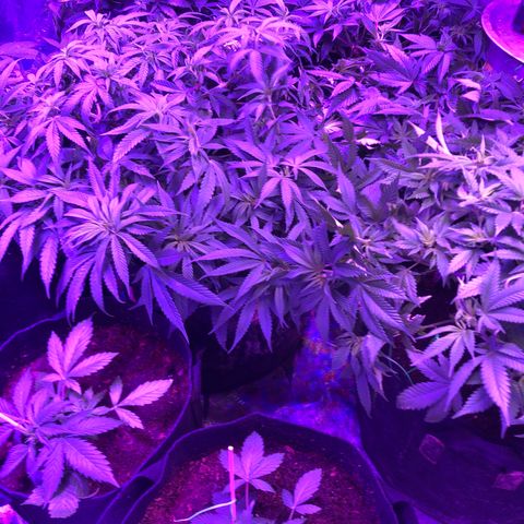 Buken black diamond wedding cake growlog timeline photo