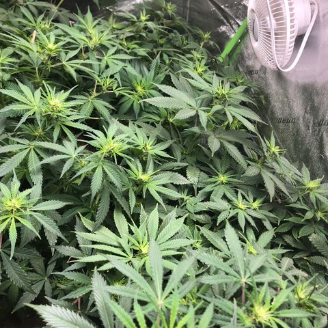 Buken black diamond wedding cake growlog timeline photo