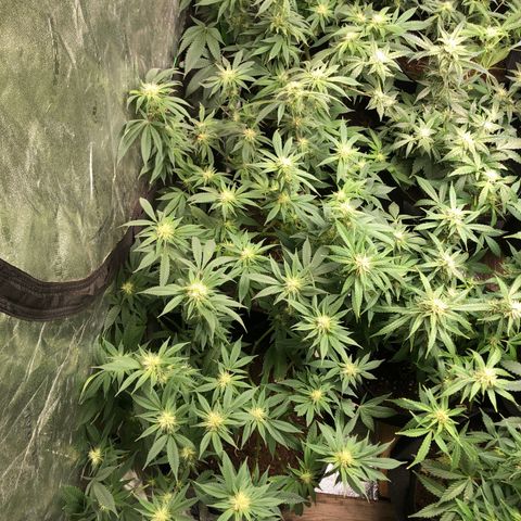 Buken black diamond wedding cake growlog timeline photo