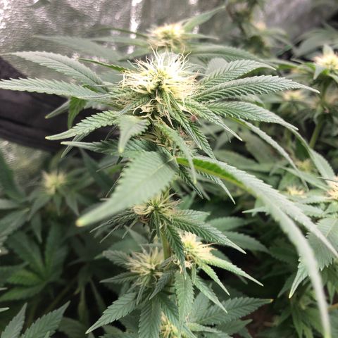 Buken black diamond wedding cake growlog timeline photo
