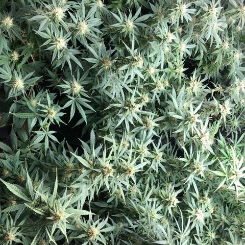Buken black diamond wedding cake growlog timeline photo