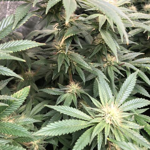 Buken black diamond wedding cake growlog timeline photo