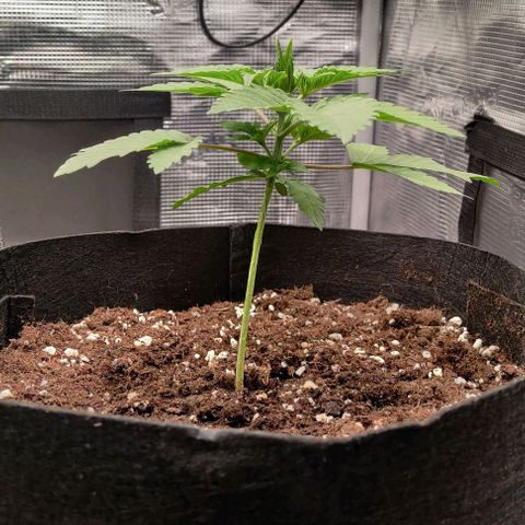 Gelato #45 No.1 growlog timeline photo