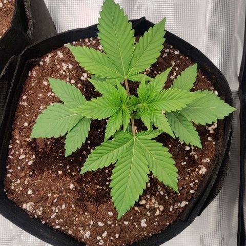 Gelato #45 No.1 growlog timeline photo