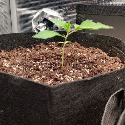 Gelato #45 No.2 growlog timeline photo
