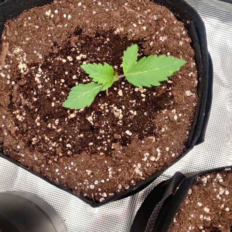 Gelato #45 No.2 growlog timeline photo