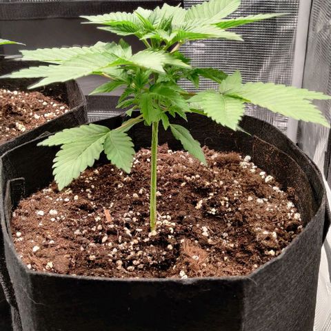 Gelato #45 No.1 growlog timeline photo