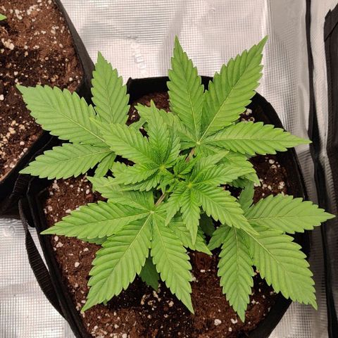 Gelato #45 No.1 growlog timeline photo