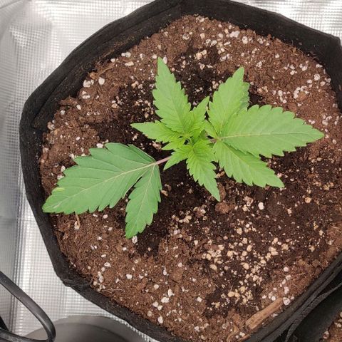 Gelato #45 No.2 growlog timeline photo