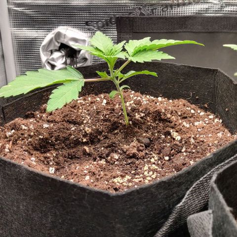 Gelato #45 No.2 growlog timeline photo