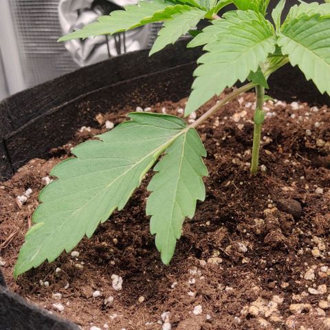 Gelato #45 No.2 growlog photo: Blätter wellen sich nach oben. Überwasserung?