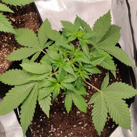 Gelato #45 No.1 growlog timeline photo