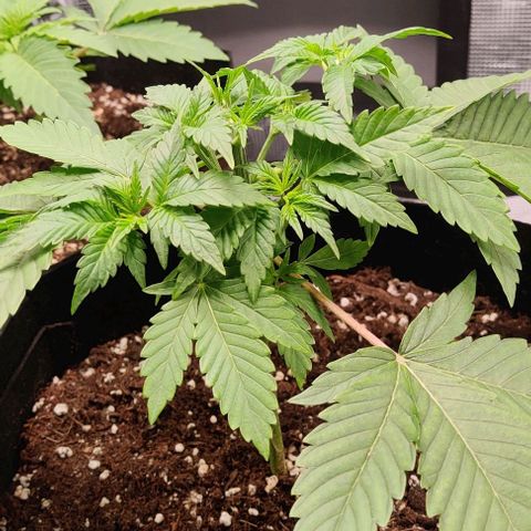 Gelato #45 No.1 growlog timeline photo