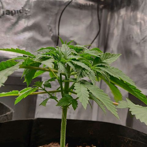 Gelato #45 No.1 growlog timeline photo