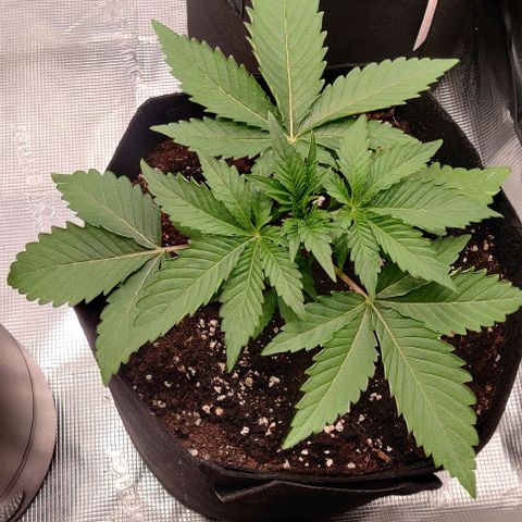 Gelato #45 No.2 growlog timeline photo
