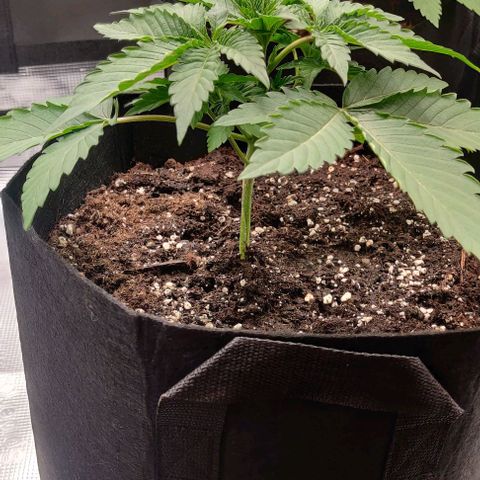 Gelato #45 No.2 growlog timeline photo
