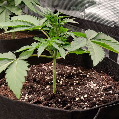 Gelato #45 No.2 growlog photo: Nach beschneiden