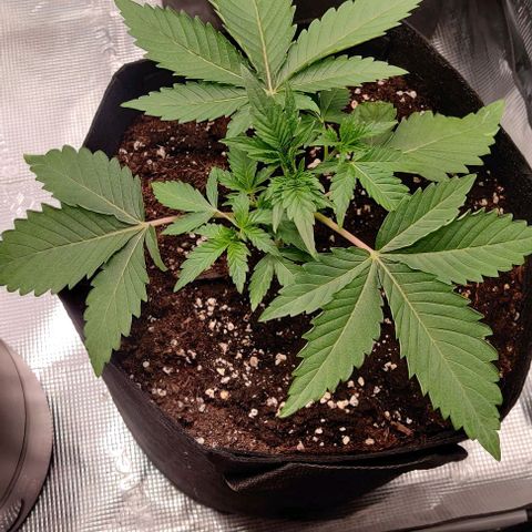 Gelato #45 No.2 growlog photo: Nach beschneiden
