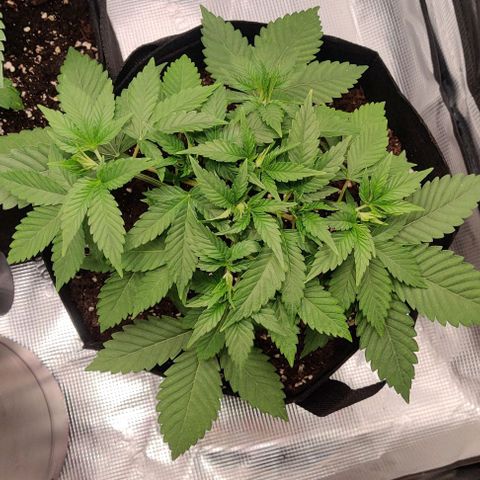 Gelato #45 No.1 growlog timeline photo