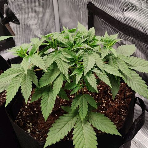 Gelato #45 No.1 growlog timeline photo