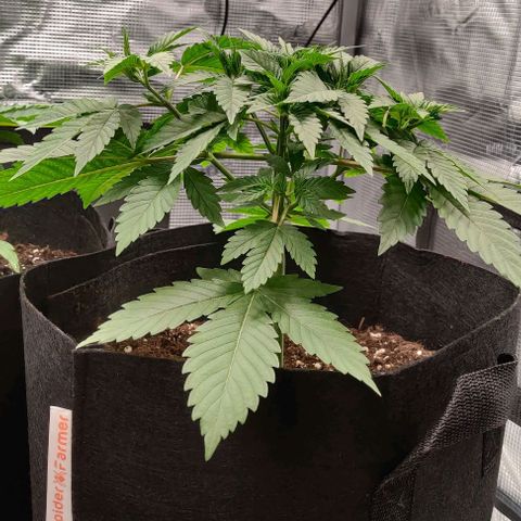 Gelato #45 No.1 growlog timeline photo