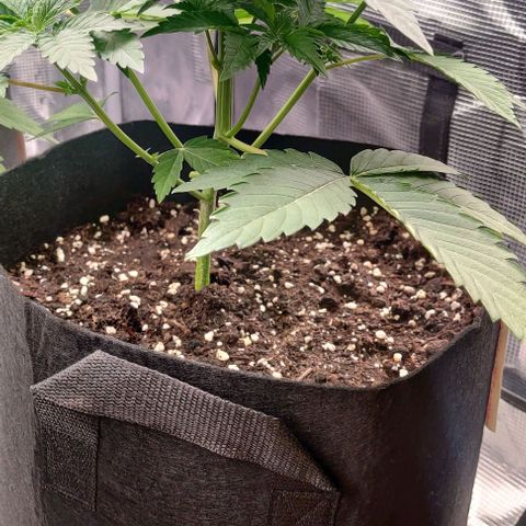 Gelato #45 No.2 growlog timeline photo