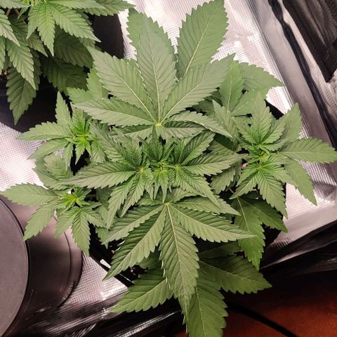 Gelato #45 No.2 growlog timeline photo