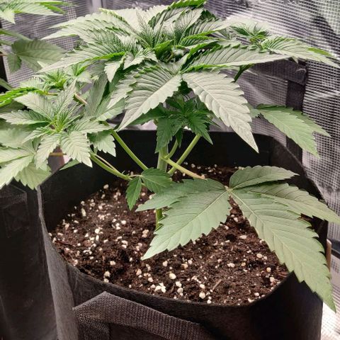 Gelato #45 No.2 growlog timeline photo