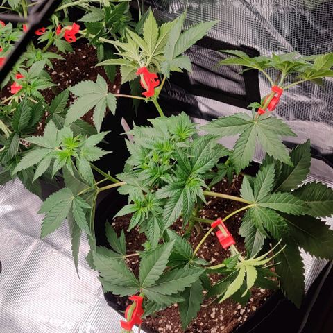 Gelato #45 No.2 growlog timeline photo