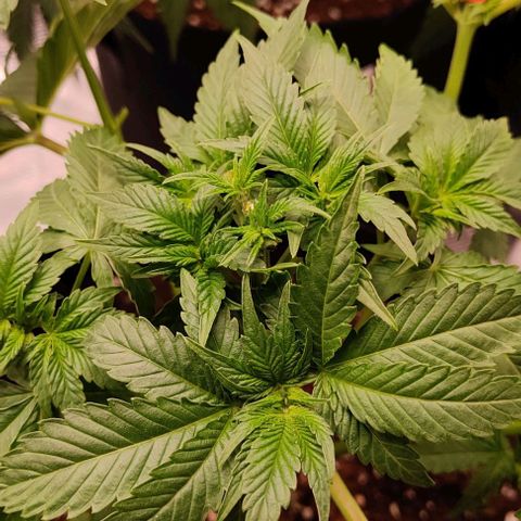 Gelato #45 No.2 growlog timeline photo