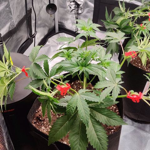 Gelato #45 No.2 growlog timeline photo