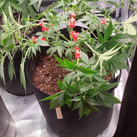 Gelato #45 No.1 growlog timeline photo