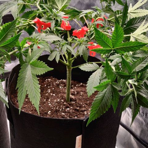 Gelato #45 No.1 growlog timeline photo
