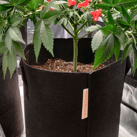 Gelato #45 No.1 growlog timeline photo