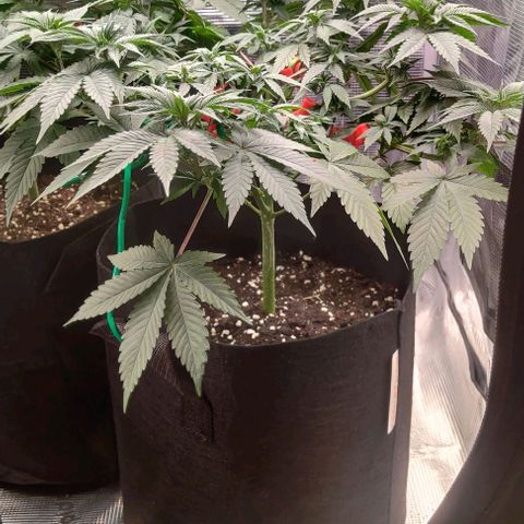 Gelato #45 No.1 growlog timeline photo