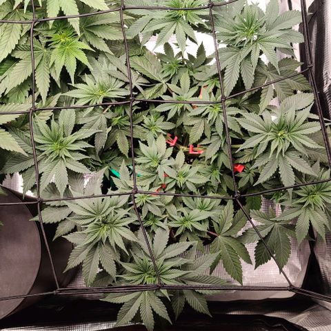 Gelato #45 No.1 growlog timeline photo