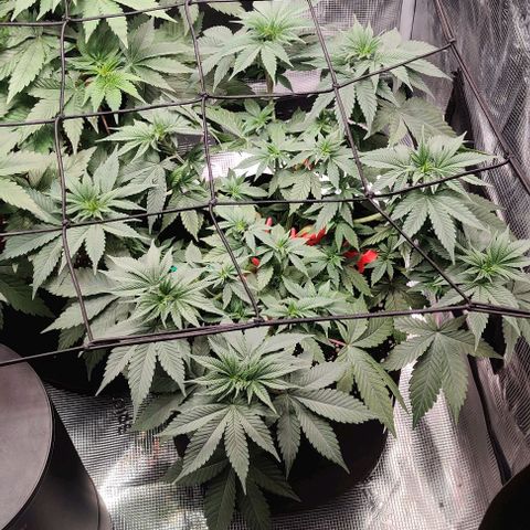 Gelato #45 No.1 growlog timeline photo