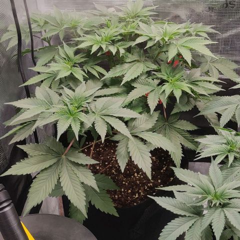 Gelato #45 No.2 growlog timeline photo