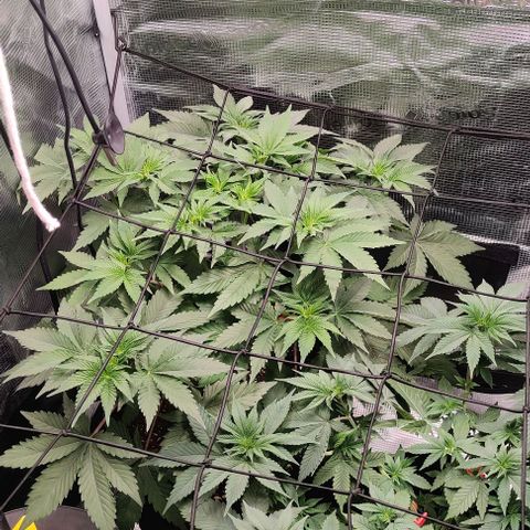 Gelato #45 No.2 growlog timeline photo