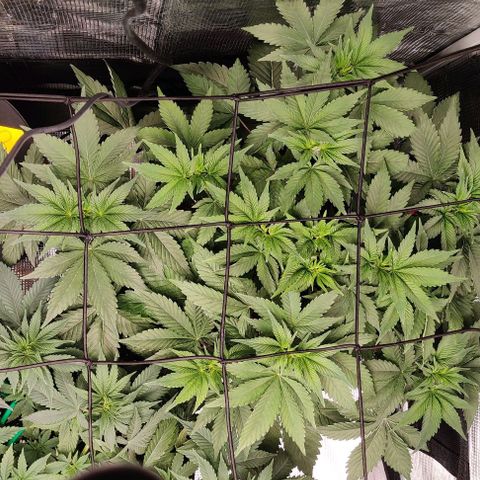 Gelato #45 No.2 growlog timeline photo