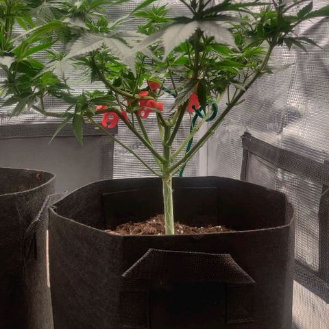 Gelato #45 No.1 growlog timeline photo