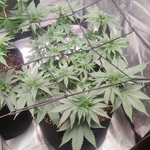 Gelato #45 No.1 growlog timeline photo