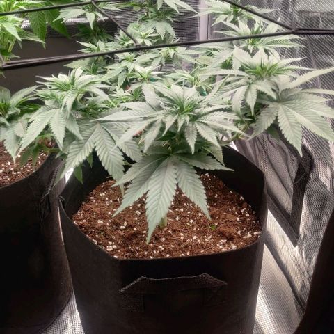 Gelato #45 No.1 growlog timeline photo
