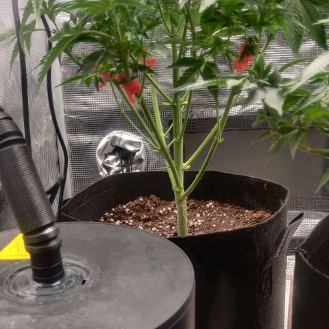 Gelato #45 No.2 growlog timeline photo