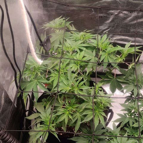 Gelato #45 No.2 growlog timeline photo