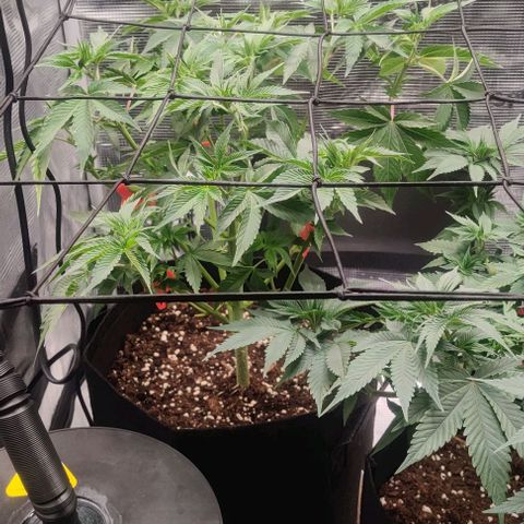 Gelato #45 No.2 growlog timeline photo