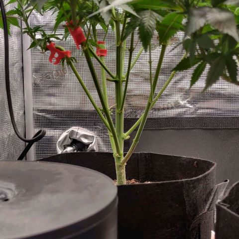 Gelato #45 No.2 growlog timeline photo