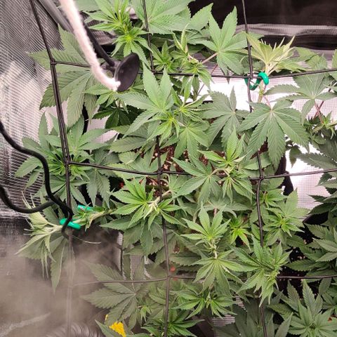 Gelato #45 No.2 growlog timeline photo