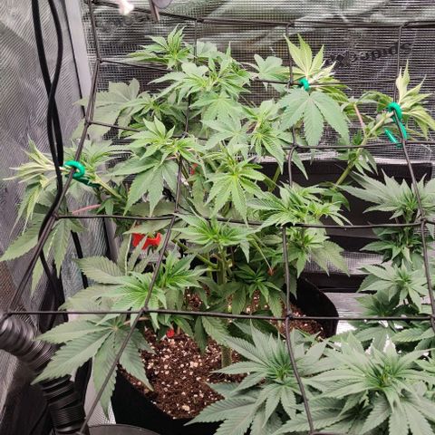 Gelato #45 No.2 growlog timeline photo