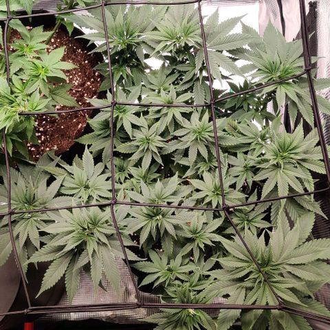 Gelato #45 No.1 growlog timeline photo